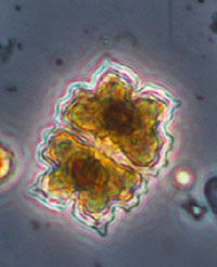 Phytoplankton